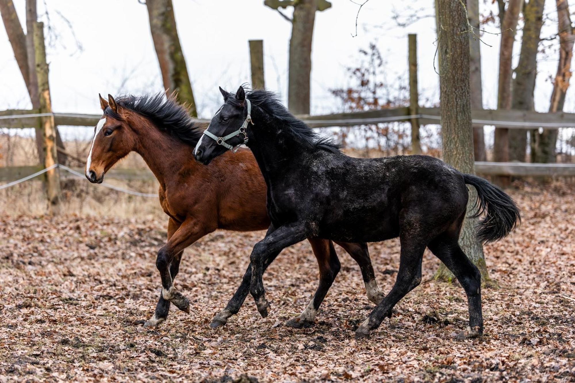 Penzion Merica Bor Bagian luar foto